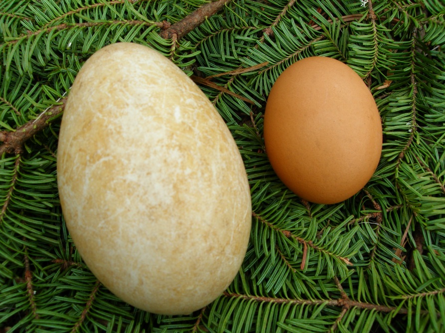 Canada+goose+egg